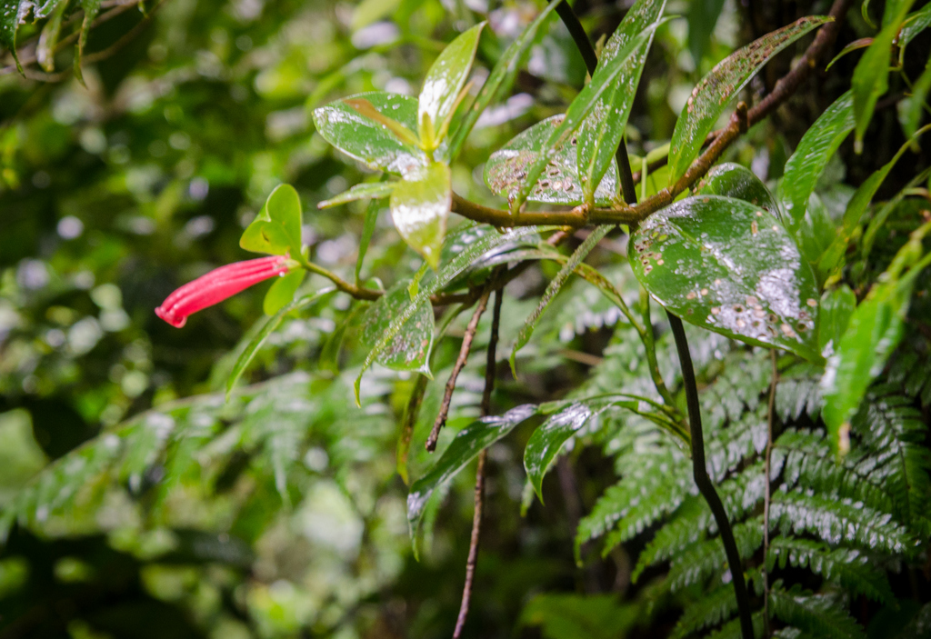 MONTEVERDE CLOUD FOREST… ONE DESTINATION, THREE OPTIONS