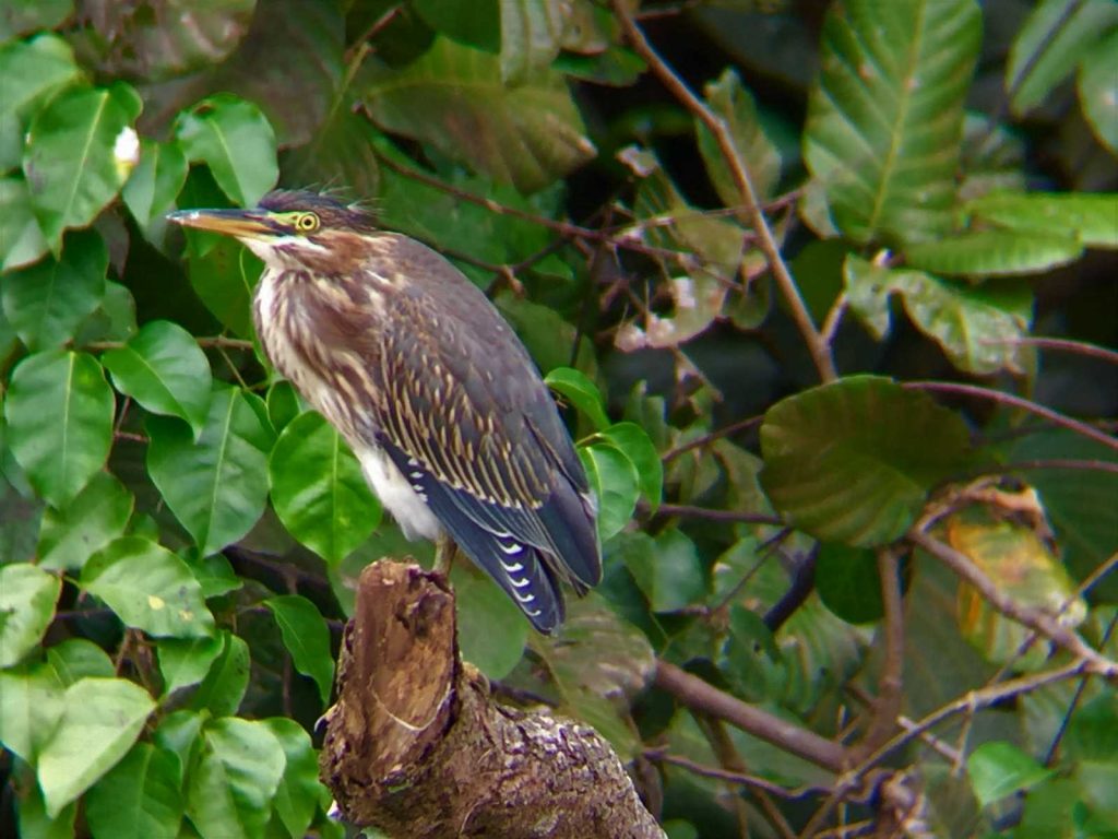 PALO VERDE NATURE CRUISE