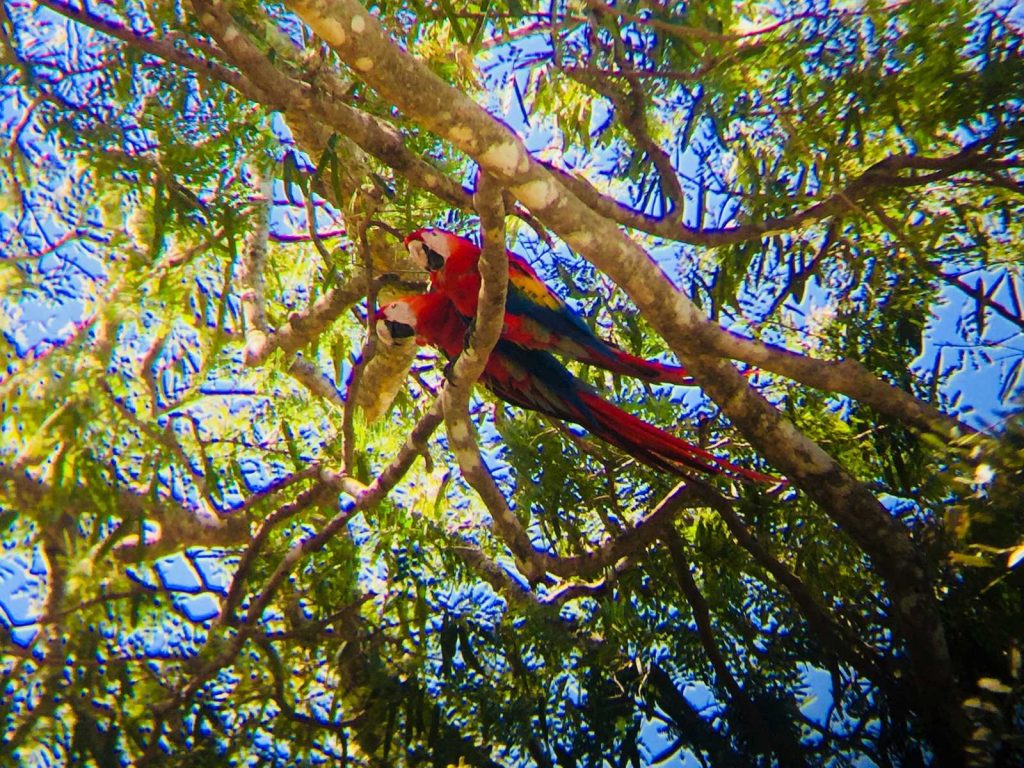 PALO VERDE NATURE CRUISE