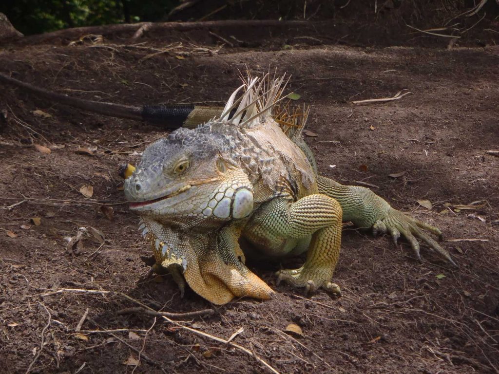 PALO VERDE NATURE CRUISE