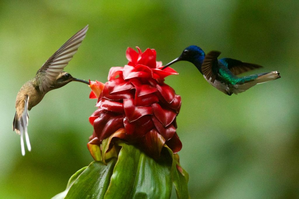 HELICONIAS TROPICAL RAIN FOREST WITH HANGING BRIDGES, WATERFALL & BOTANICAL GARDEN