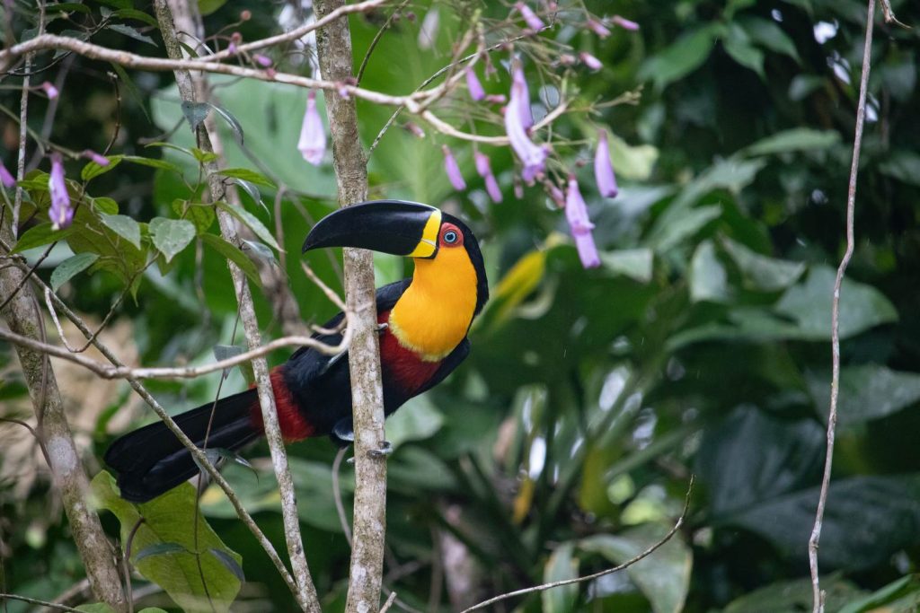 HELICONIAS TROPICAL RAIN FOREST WITH HANGING BRIDGES, WATERFALL & BOTANICAL GARDEN